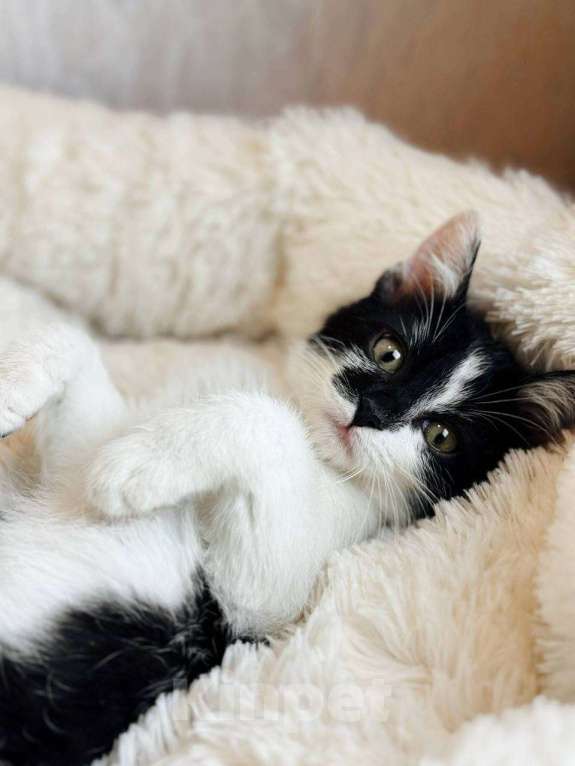 Кошки в Балашихе: Лунтик и Фиксик в одни добрые руки Мальчик, Бесплатно - фото 5