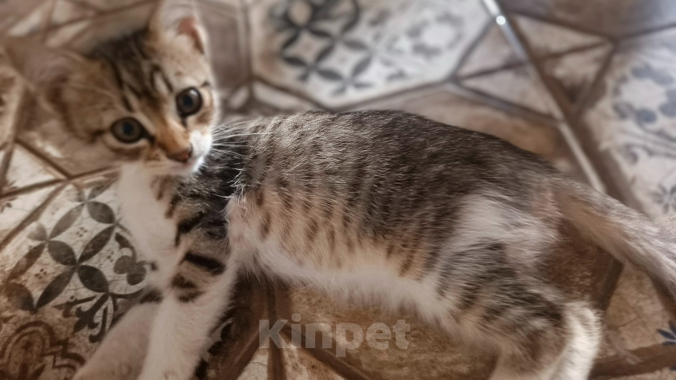 Кошки в Севастополе: Отдам котёнка, мальчика, в хорошие руки Мальчик, Бесплатно - фото 1