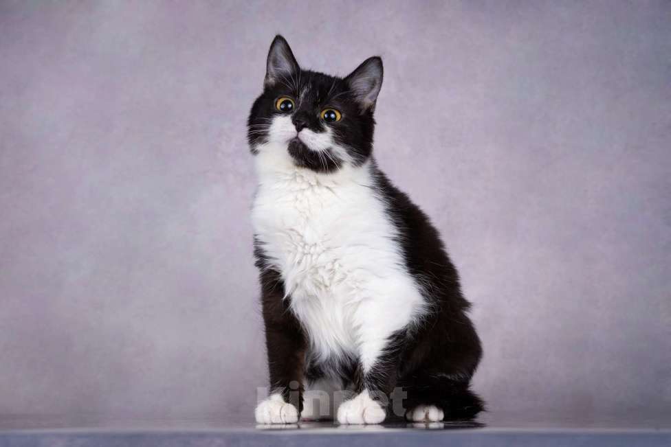 Кошки в Москве: Котенок девочка  Девочка, Бесплатно - фото 3