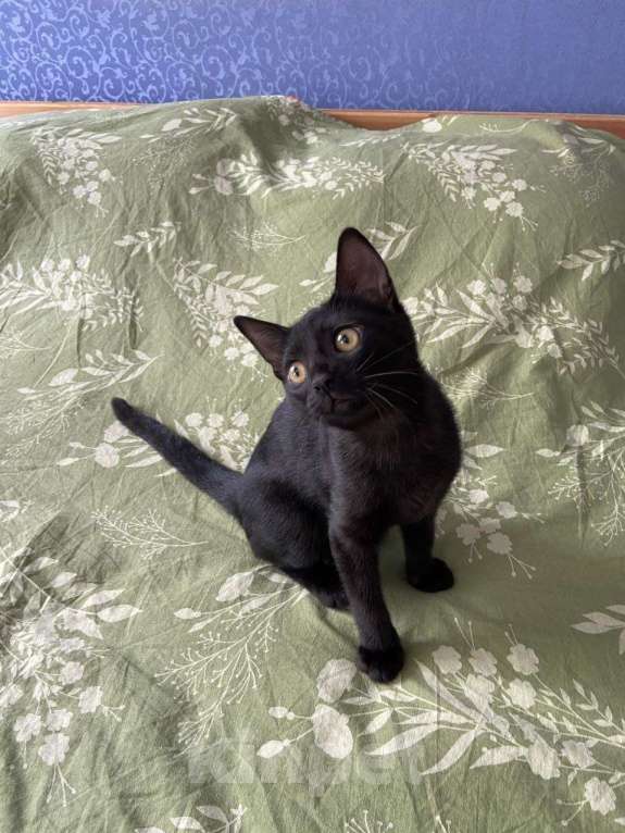 Кошки в Москве: Котенок Ночка ищет дом Девочка, Бесплатно - фото 10