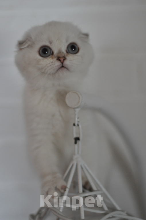 Кошки в Бахчисарае: Шотландский вислоухий котенок Девочка, 55 000 руб. - фото 1
