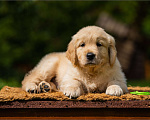 Собаки в Москве: Щенок золотистого ретривера Мальчик, 70 000 руб. - фото 4