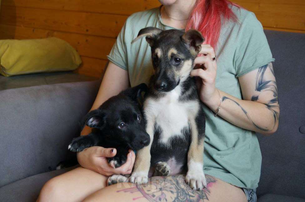 Собаки в Раменском: Грета ищет дом! Девочка, Бесплатно - фото 2