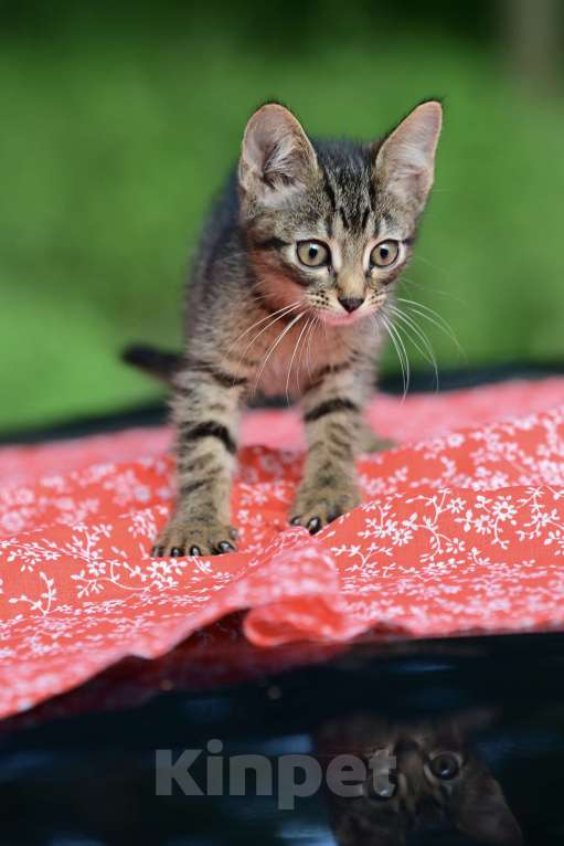 Кошки в Красногорске: Маленький тигренок Барсик 2 месяца очень ждет родителей  Мальчик, Бесплатно - фото 4