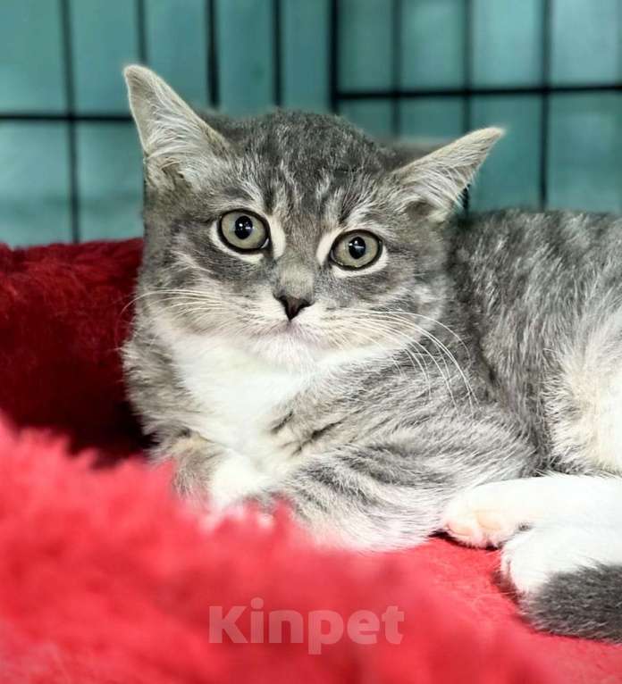 Кошки в Москве: Котята в добрые руки! Девочка, Бесплатно - фото 4