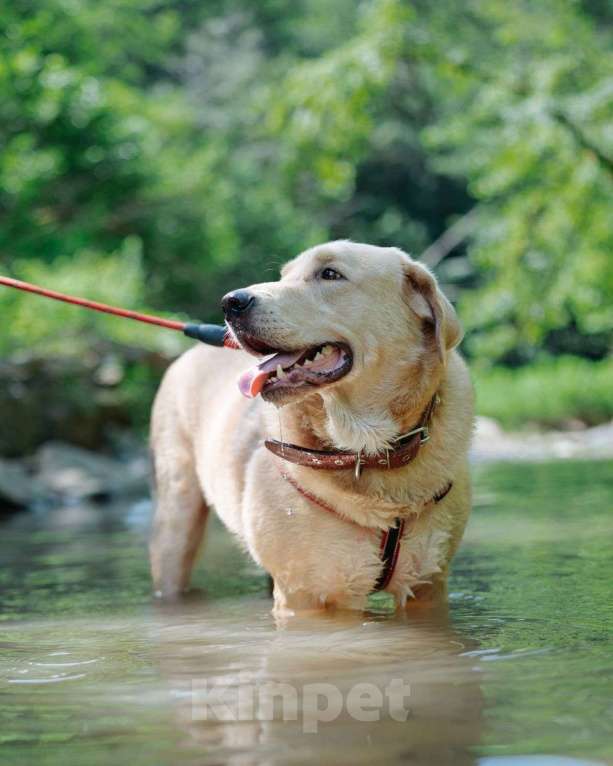 Собаки в Москве: Собака компаньон Мальчик, Бесплатно - фото 4