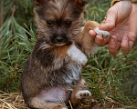 Собаки в Москве: маленькая собачка щенок Микки ищет дом Мальчик, 100 руб. - фото 2