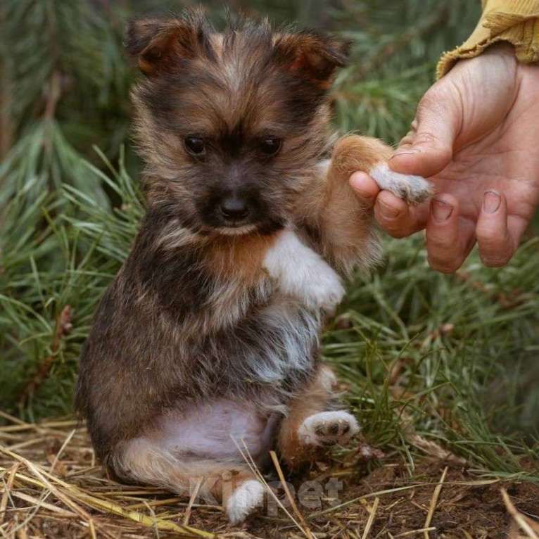Собаки в Москве: маленькая собачка щенок Микки ищет дом Мальчик, 100 руб. - фото 2