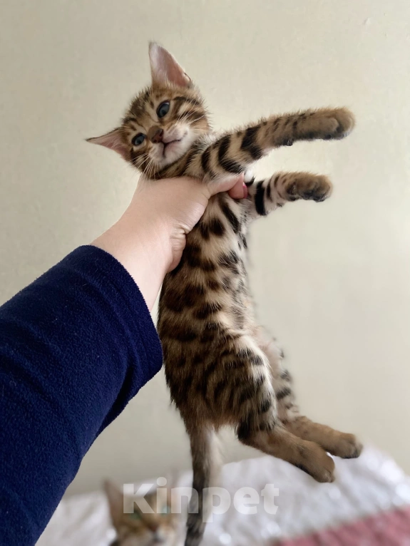 Кошки в Москве: Бенгальские котятки Девочка, 15 000 руб. - фото 2