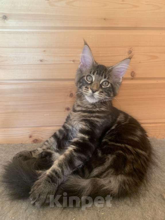 Кошки в Санкт-Петербурге: Котята мейн кун из питомника Nord-Westland Мальчик, 40 000 руб. - фото 5