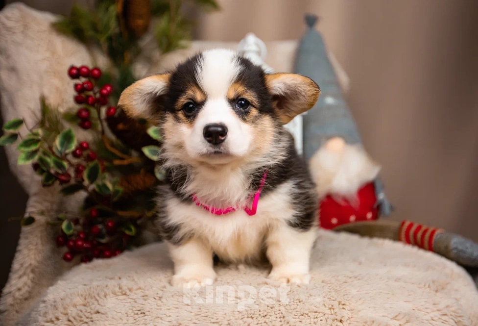 Собаки в Новосибирске: Валерия щенок Вельш-Корги Пемброк  Девочка, 65 000 руб. - фото 3