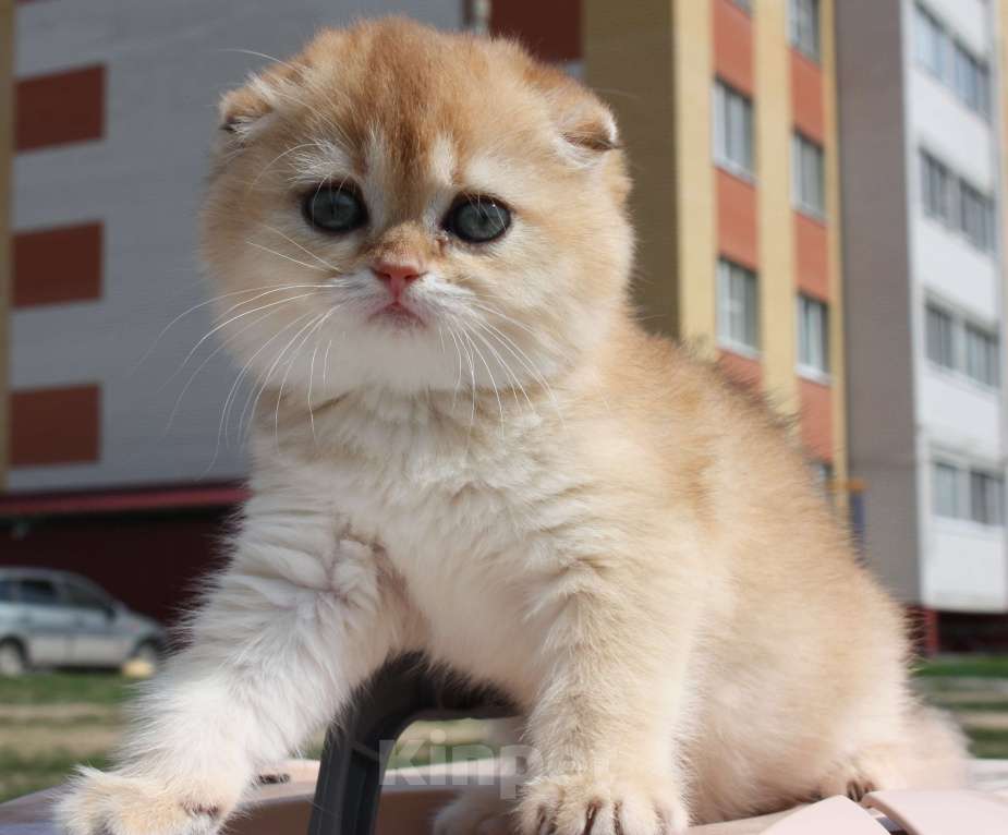 Кошки в Москве: кошечки Девочка, 50 000 руб. - фото 4