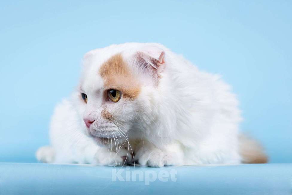 Кошки в Москве: Ласковый вислоухий белый кот Мальчик Мальчик, Бесплатно - фото 4