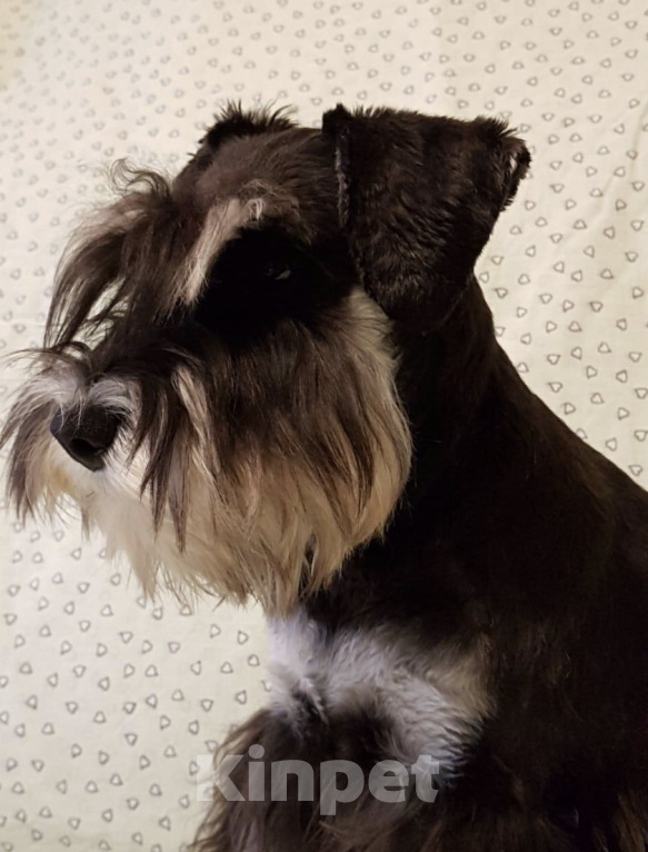 Собаки в Краснодаре: Цвергшнауцер мальчик  Мальчик, Бесплатно - фото 3