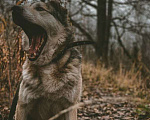 Собаки в Москве: Фидель Мальчик, Бесплатно - фото 6