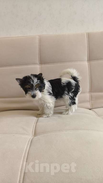 Собаки в Екатеринбурге: Бивер йоркширский терьер мальчик Мальчик, 50 000 руб. - фото 2