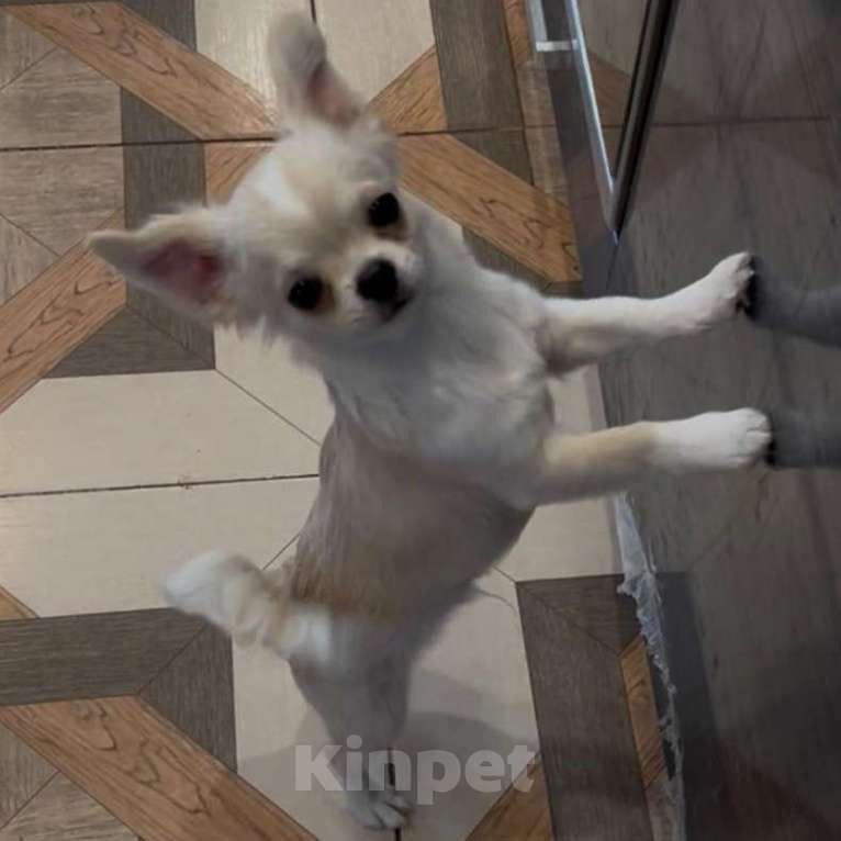 Собаки в Москве: Чихуахуа мальчик  Мальчик, 33 000 руб. - фото 3