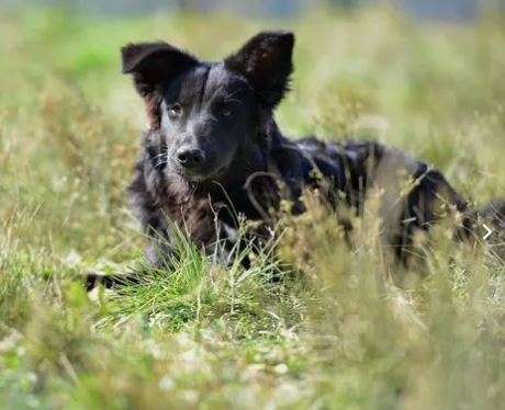 Собаки в Москве: Стив Мальчик, Бесплатно - фото 3
