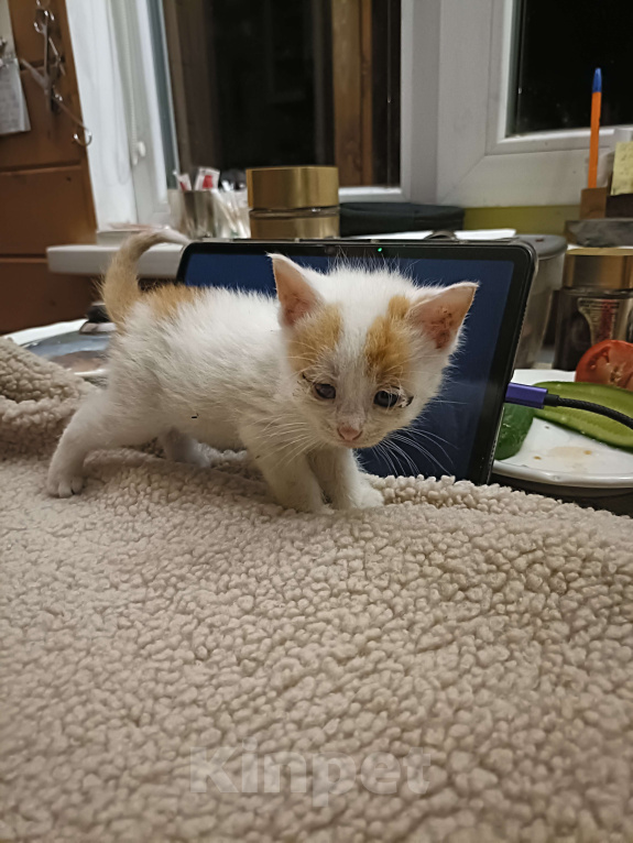 Кошки в других городах Ленинградской области: Вениамин Мальчик, Бесплатно - фото 2