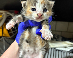 Кошки в Санкт-Петербурге: Котенок девочка Девочка, Бесплатно - фото 3