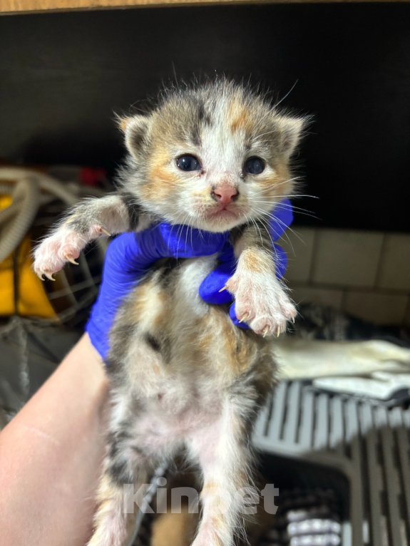 Кошки в Санкт-Петербурге: Котенок девочка Девочка, Бесплатно - фото 3