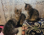 Кошки в Ялте: Особенные пушистые котятки Девочка, 3 руб. - фото 8