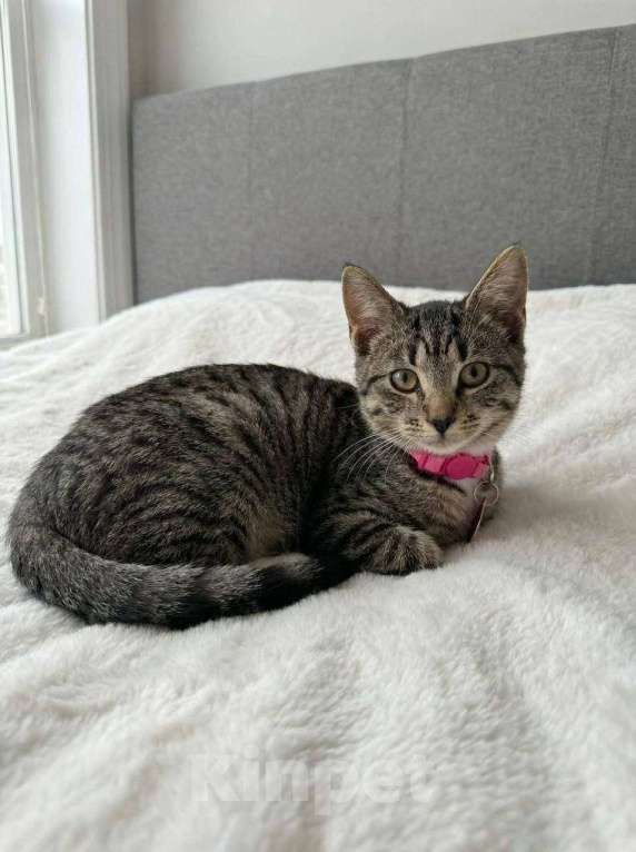 Кошки в Москве: котенок Мисси ищет дом Девочка, Бесплатно - фото 4