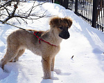 Собаки в Москве: Очаровательные щенки ищут теплые руки Девочка, 10 руб. - фото 7