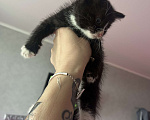 Кошки в Балашихе: Котик в добрые руки Мальчик, Бесплатно - фото 3