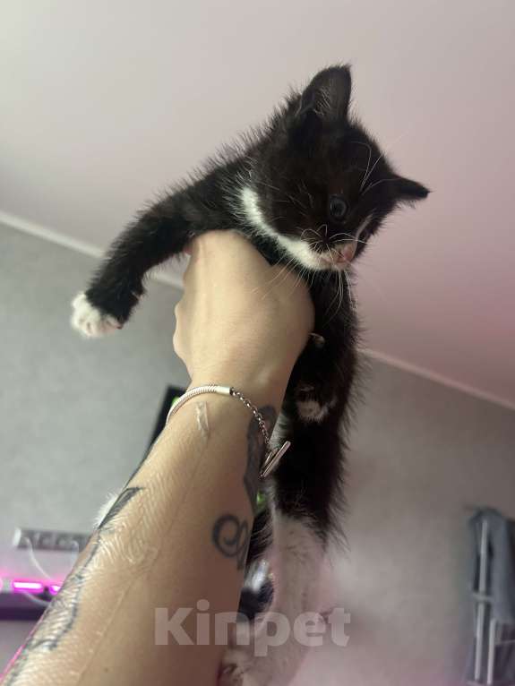 Кошки в Балашихе: Котик в добрые руки Мальчик, Бесплатно - фото 3