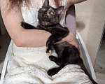 Кошки в Москве: Котенок девочка Костяная Римма Девочка, Бесплатно - фото 7