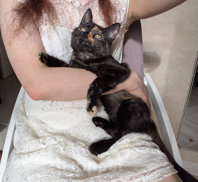 Кошки в Москве: Котенок девочка Костяная Римма Девочка, Бесплатно - фото 7