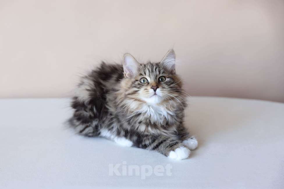 Кошки в Серпухове: Физалис  Русские Цветы Курильский Бобтейл Мальчик, 80 000 руб. - фото 4