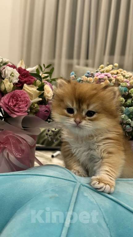 Кошки в других городах Московской области: Британские длинношерстные котята Мальчик, 50 000 руб. - фото 6