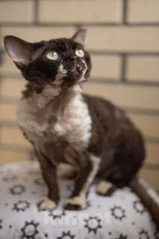 Кошки в Москве: Вязка экстрим тип Девон Рекс чемпион Мальчик, Бесплатно - фото 3