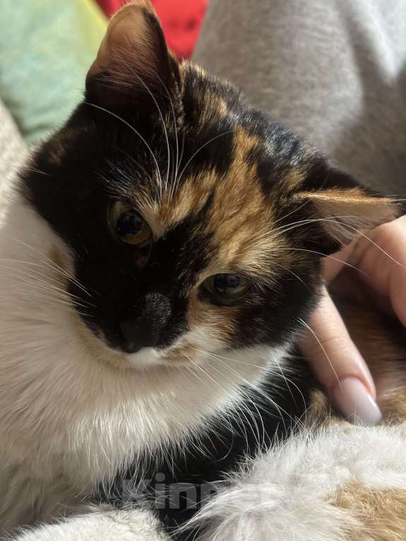 Кошки в Москве: Котенок в добрые руки Девочка, Бесплатно - фото 5