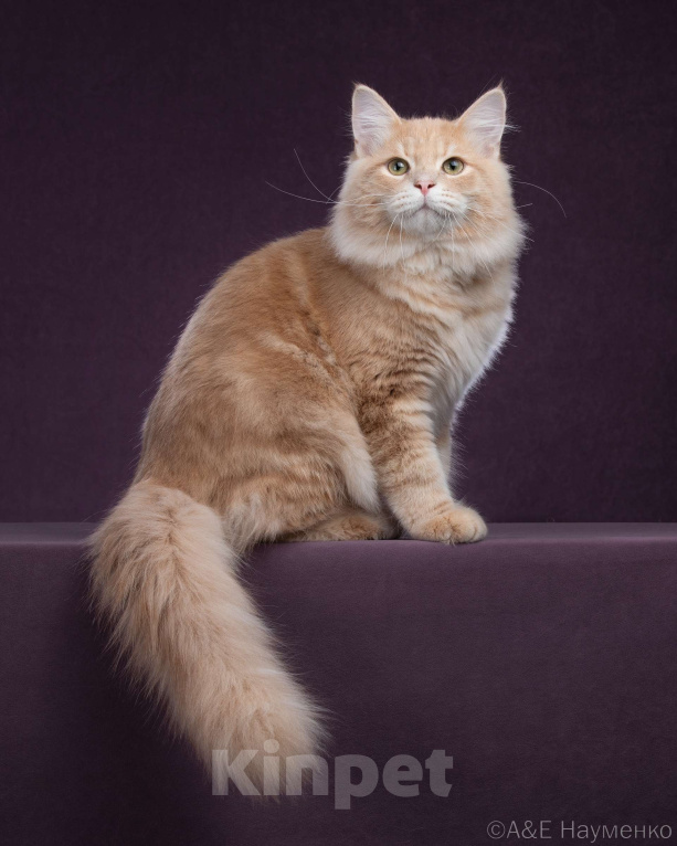 Кошки в Химках: Сибирский котик Нильс  ищет новый дом. Мальчик, 80 000 руб. - фото 6