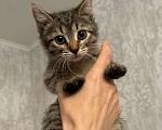 Кошки в Москве: Котенок Моня ищет дом Девочка, Бесплатно - фото 2