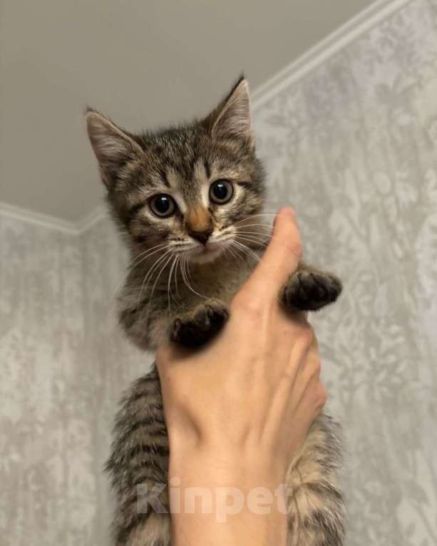 Кошки в Москве: Котенок Моня ищет дом Девочка, Бесплатно - фото 2
