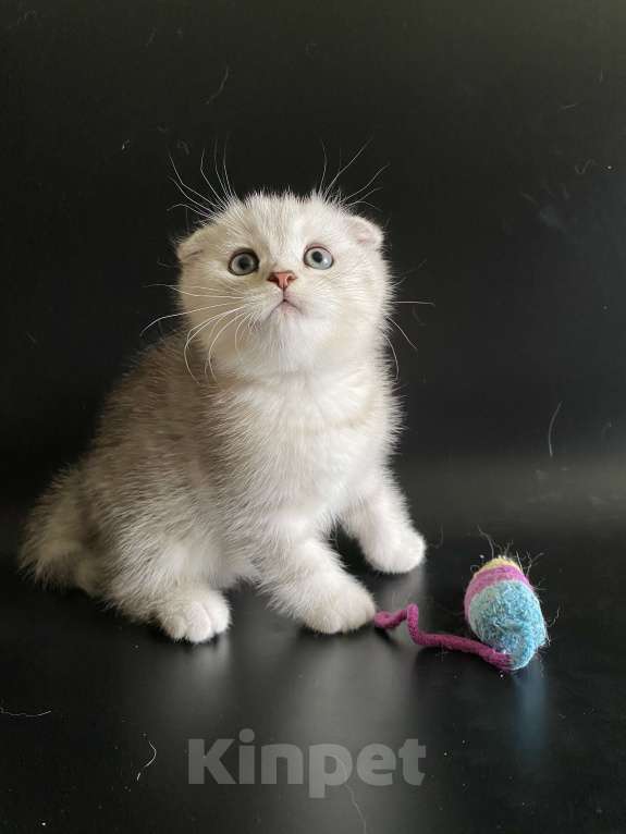 Кошки в Москве: Жан Мальчик, 45 000 руб. - фото 6