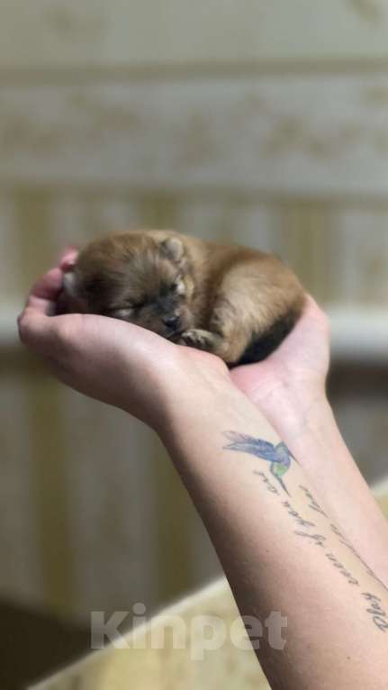 Собаки в Челябинске: Щенки померанского шпица  Девочка, 30 000 руб. - фото 4