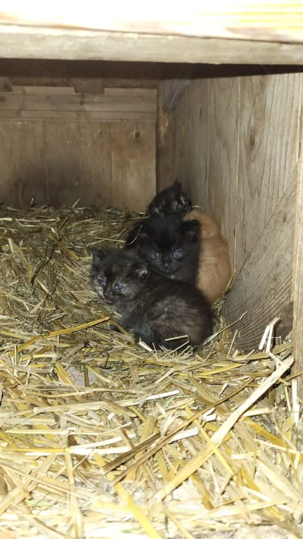 Кошки в других городах Московской области: котята в добрые руки Девочка, Бесплатно - фото 3