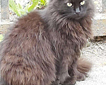 Кошки в Камызяке: Пушистые котики, 3 года., Бесплатно - фото 2