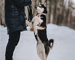Собаки в Москве: Супер-собака Урса в добрые руки! Девочка, 1 руб. - фото 7