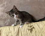 Кошки в Мытищах: Котята в добрые руки  Мальчик, Бесплатно - фото 4