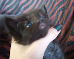 Кошки в Сочи: Отдам котят в добрые руки, 1 руб. - фото 6