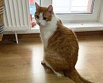 Кошки в Москве: Крупный рыжий кот с золотыми глазами Валера в добрые руки Мальчик, Бесплатно - фото 2