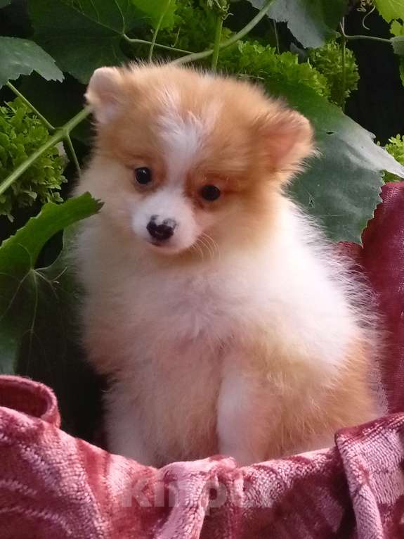 Собаки в Воронеже: Минимишшки Разнополые, 10 000 руб. - фото 10