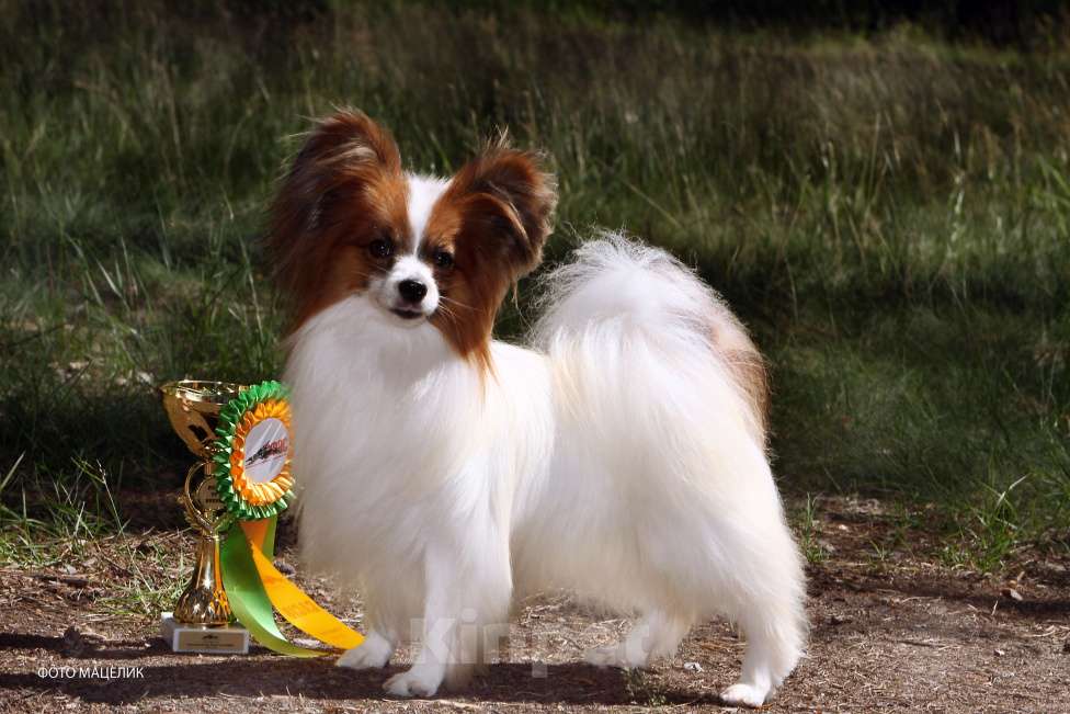 Собаки в Москве: щенки папийона и фалена Девочка, Бесплатно - фото 10