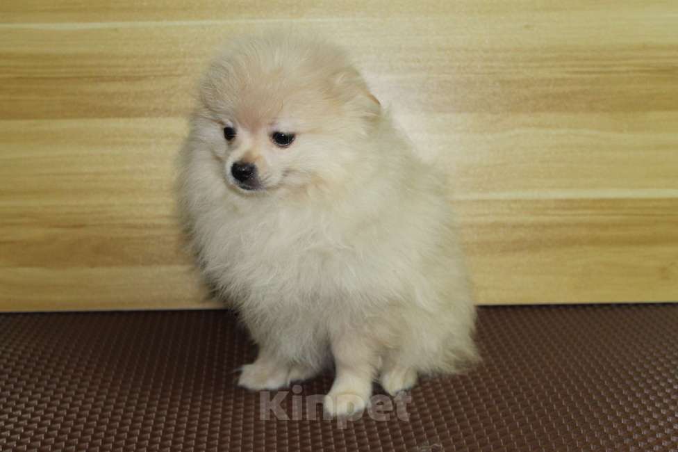 Собаки в Брянске: продаётся щенок шпица кобель Мальчик, 20 000 руб. - фото 4